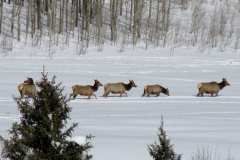 elk-20-1024x653-2