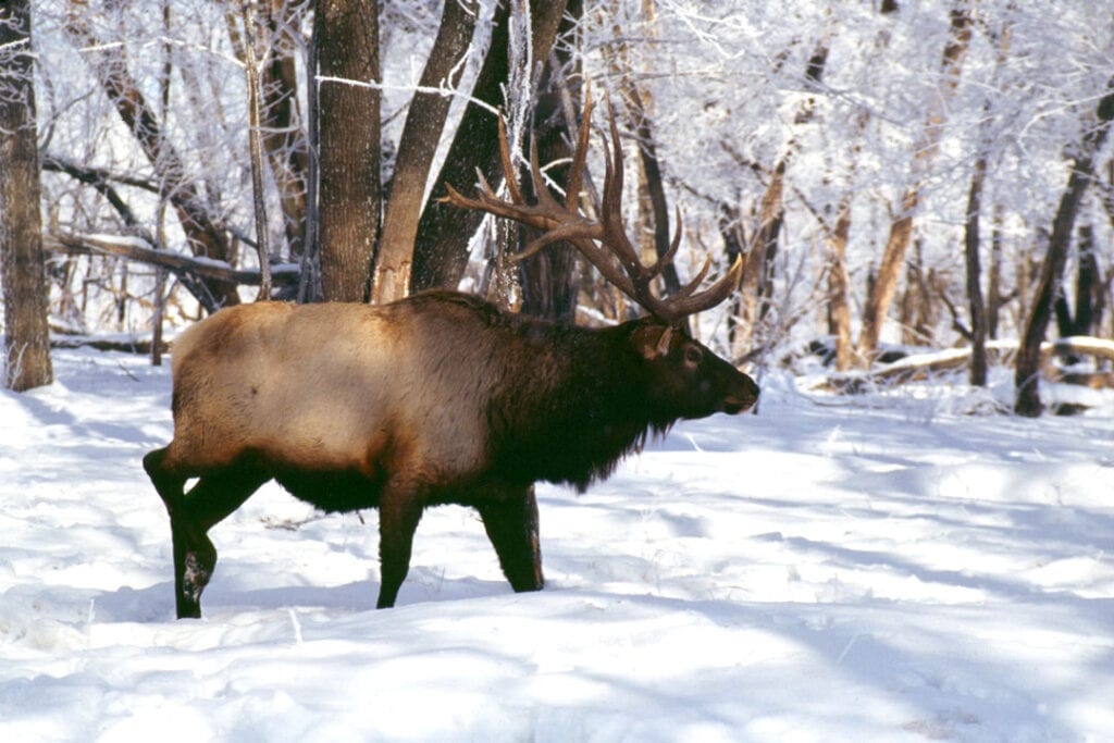 Bull Elk in the Snow