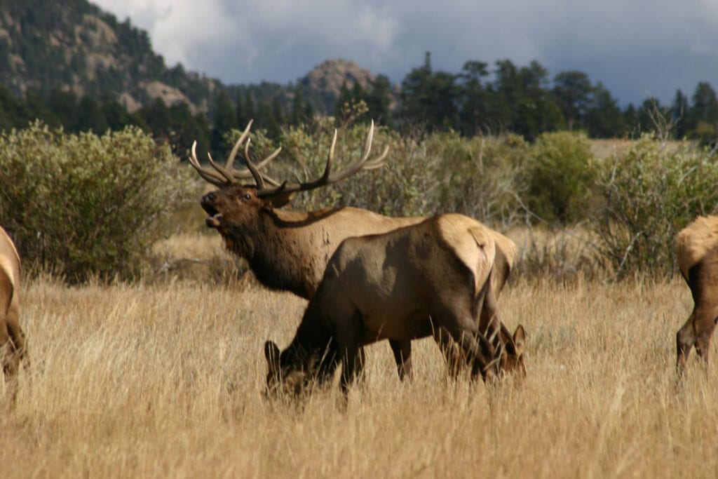 Bugling Bull Elk